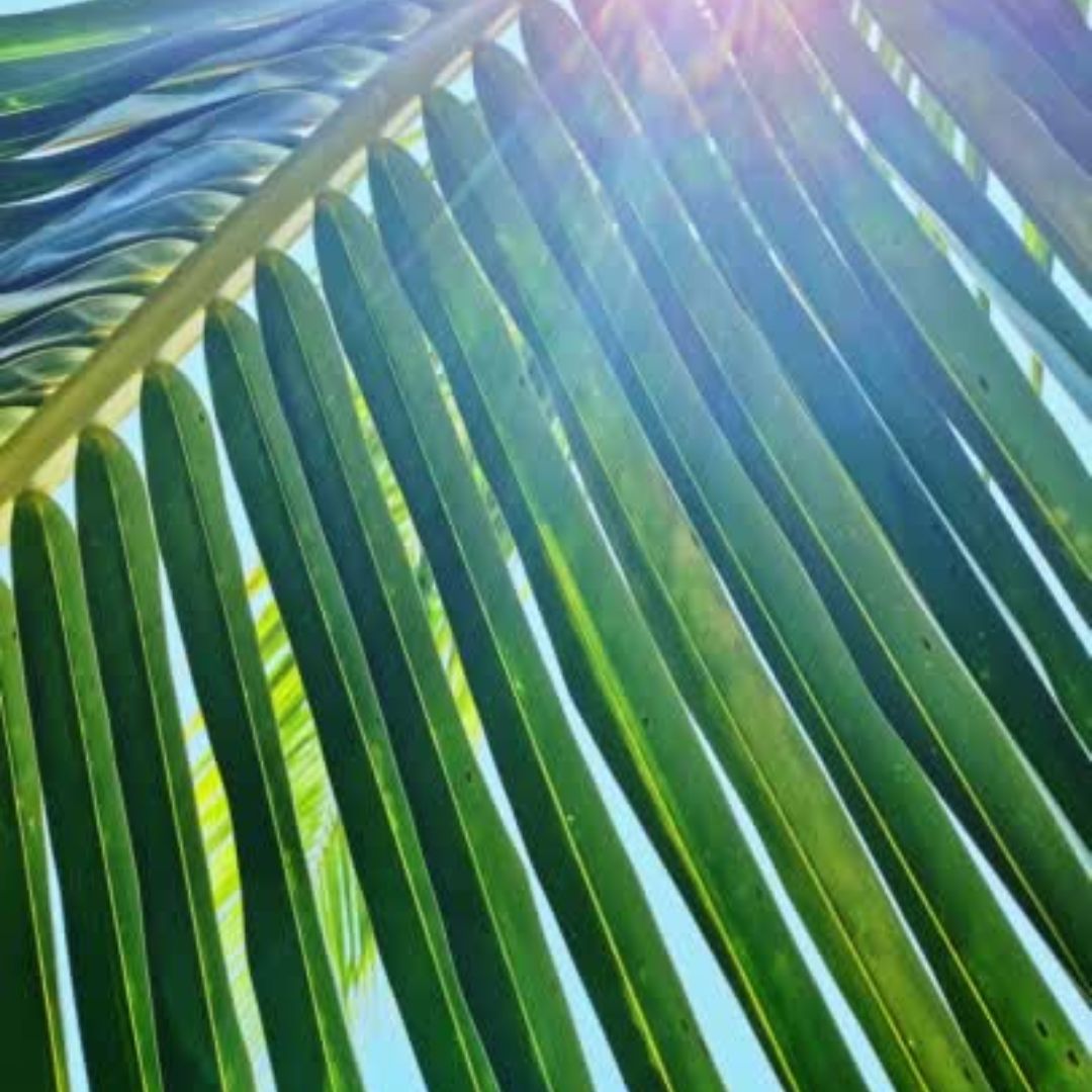 Oasis - What Does Your Scent Say About You?