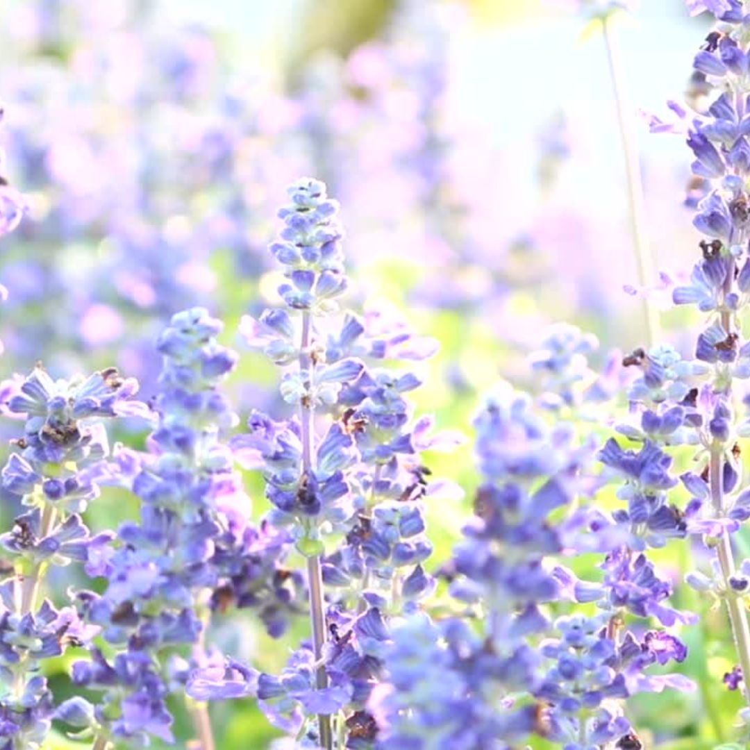 Tranquil - What Does Your Scent Say About You?